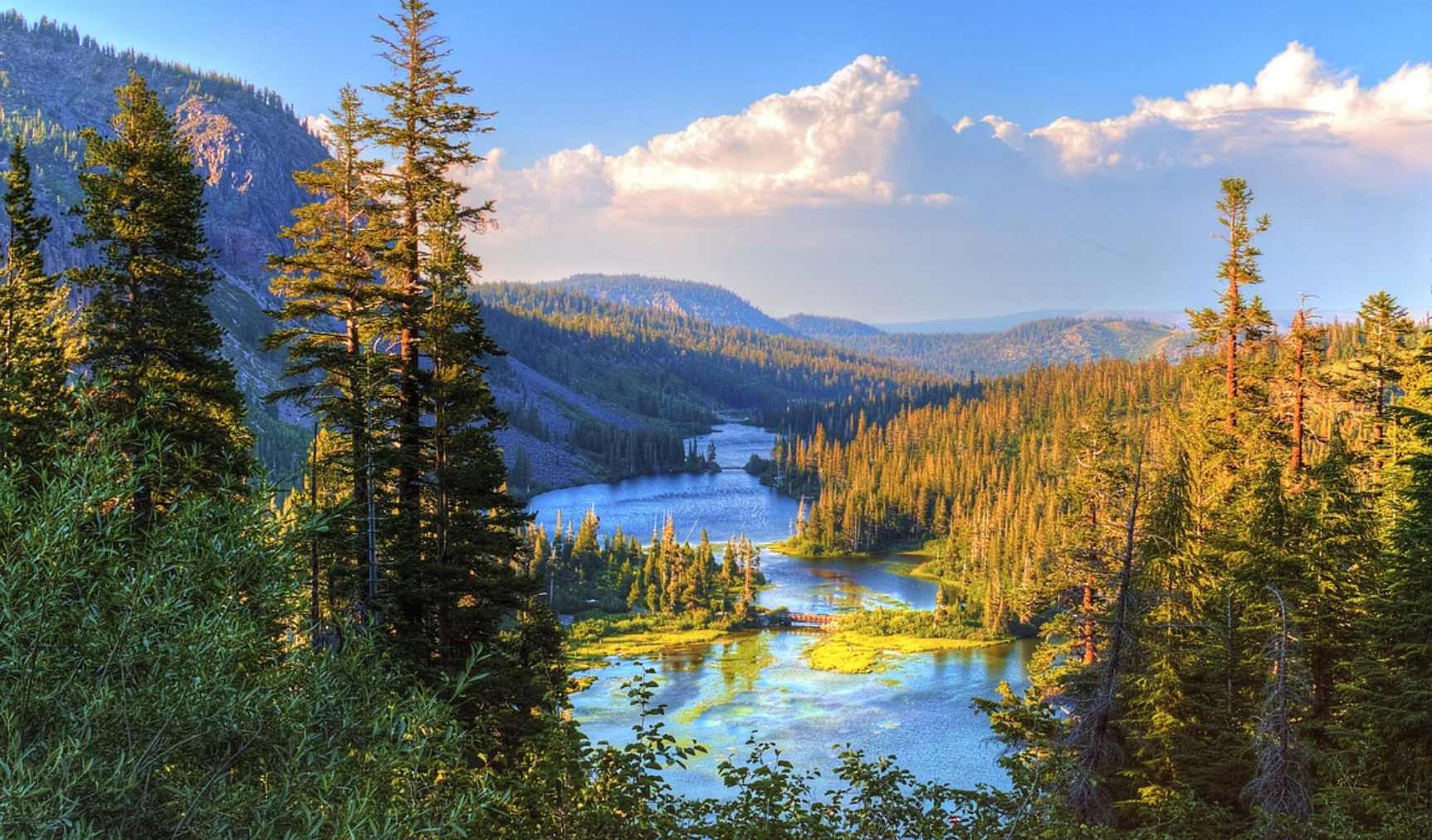 A beautiful forest scene